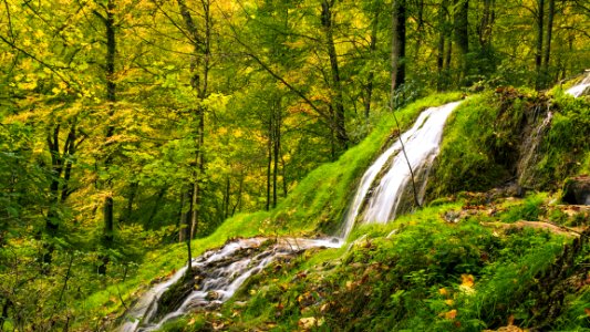 Waterfall Nature Nature Reserve Vegetation