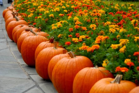 Cucurbita Winter Squash Pumpkin Calabaza photo