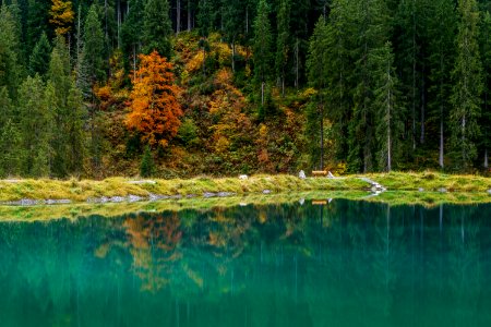 Reflection Nature Water Ecosystem