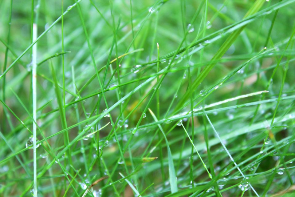 Grass Water Vegetation Moisture