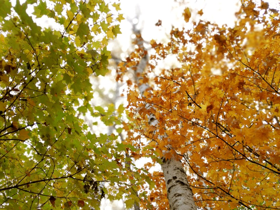 Tree Leaf Branch Autumn