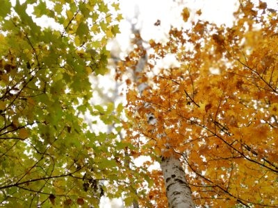 Tree Leaf Branch Autumn