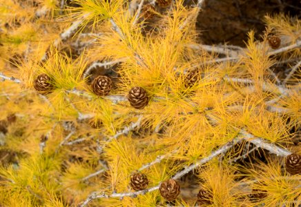 Vegetation Ecosystem Yellow Flora
