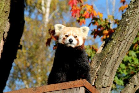 Red Panda Mammal Fauna Terrestrial Animal