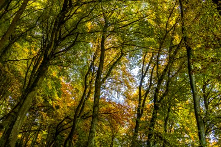 Nature Woodland Leaf Tree photo