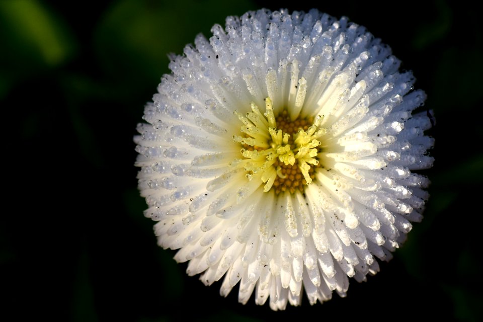 Flower Flora Wildflower Close Up