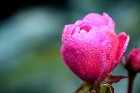 Rose Family Pink Bud Flower