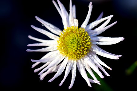 Flower Yellow Aster Flora