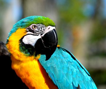 Bird Beak Parrot Macaw