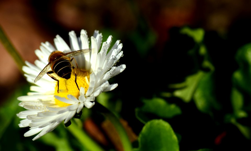 Honey Bee Bee Flower Nectar
