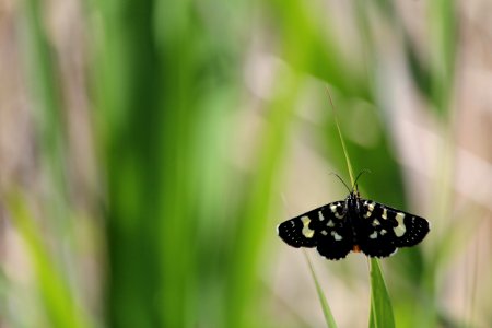 Insect Butterfly Moths And Butterflies Brush Footed Butterfly photo