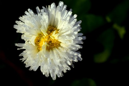 Flower Flora Wildflower Aster