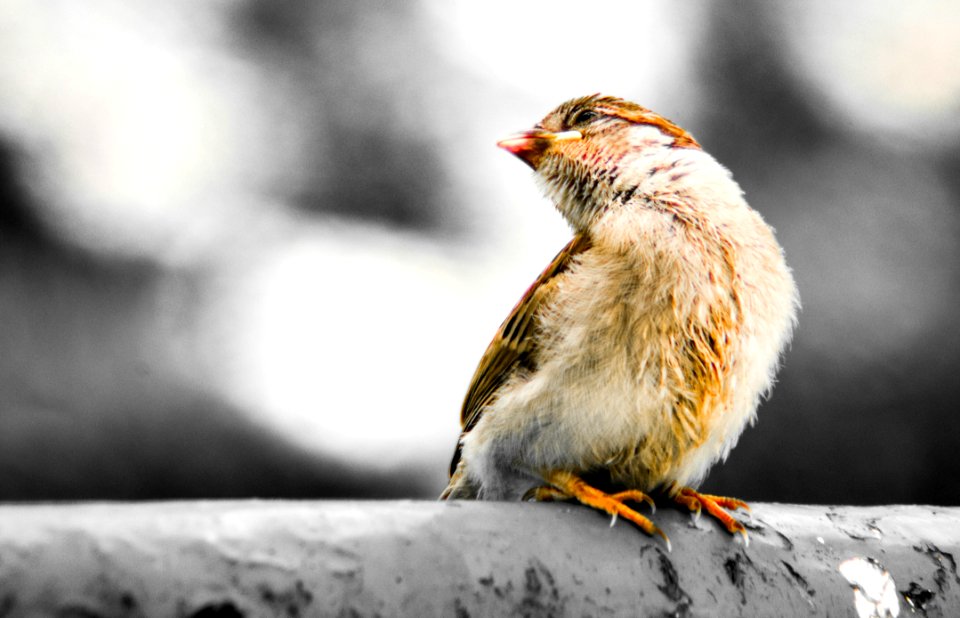 Animal Avian Beak photo