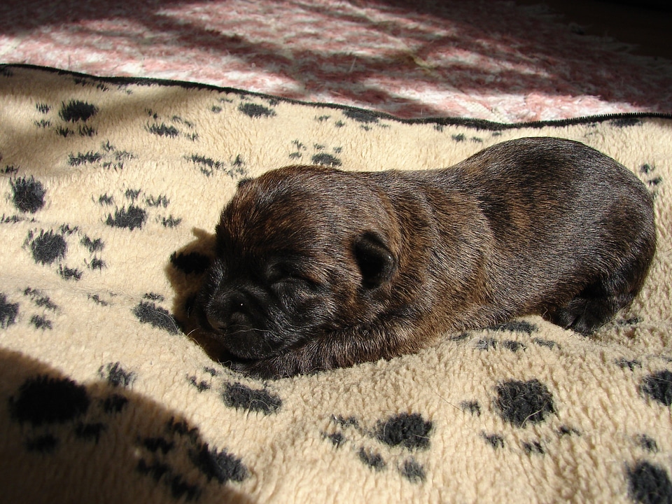 Cairn terriers dog puppy