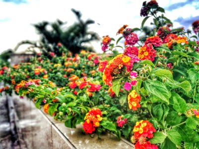 Assorted-color Lantana Flowers Lined photo