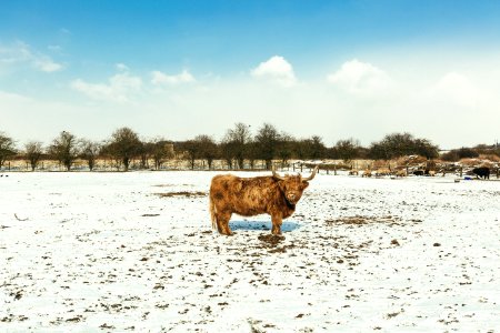 Brown Cattle On White Snow photo