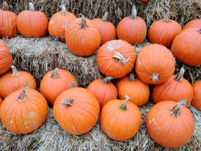 Orange Pumpkin Lot
