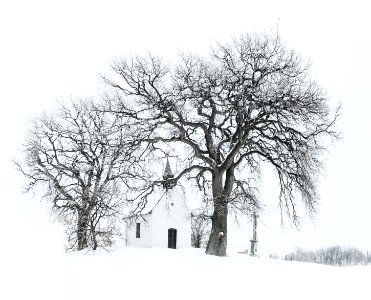 Bare Tree Near Building During Snow Time Photo photo