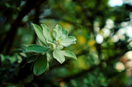 Green Leaf Plant Selective-focus Photo photo