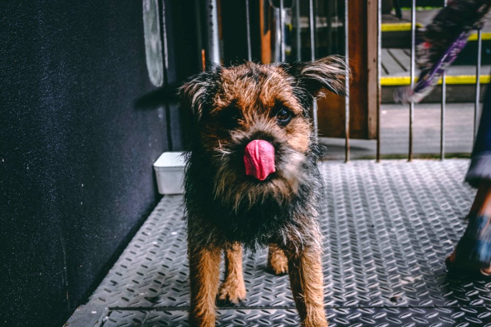 Long-coated Brown And Black Dog On Focus Photo