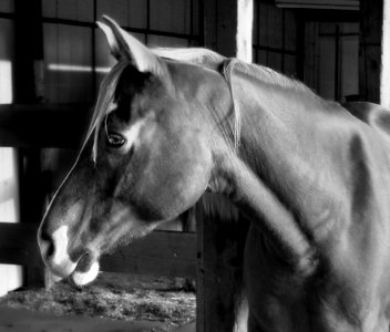 Horse Grayscale Photography photo