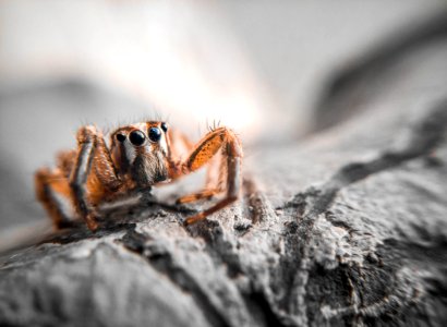 Closeup Photography Of Brown Jumping Spider photo