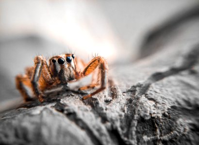 Closeup Photography Of Brown Jumping Spider