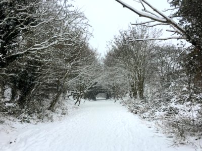 Snow Covered Pathway