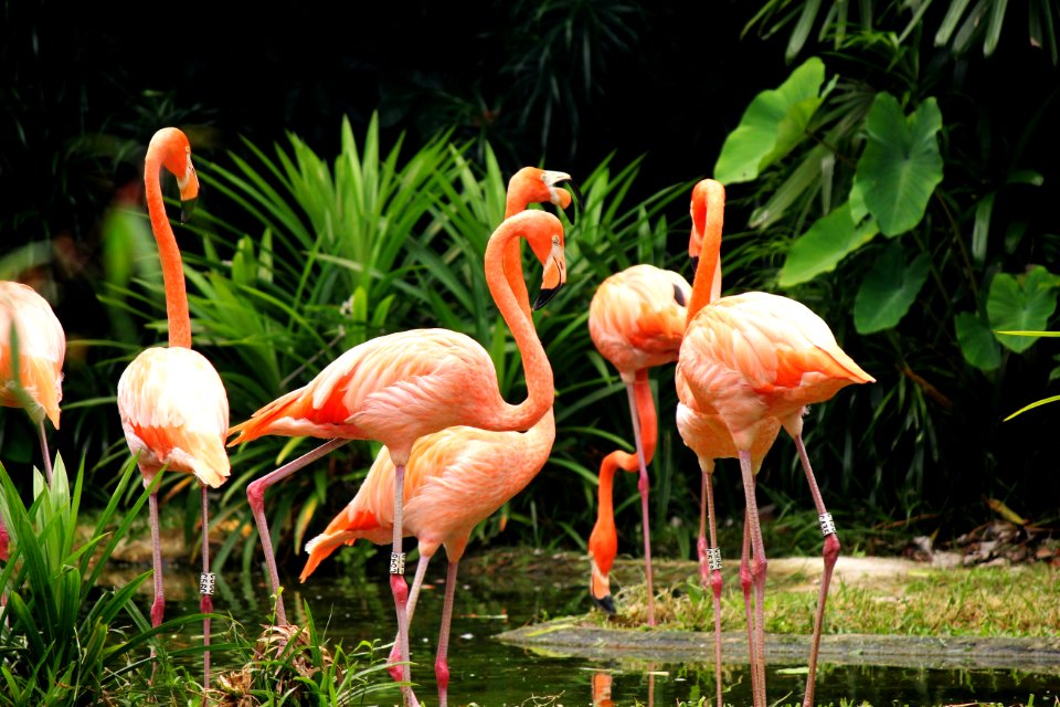 Flamingo Bird Water Bird Beak