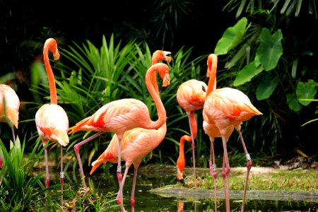 Flamingo Bird Water Bird Beak