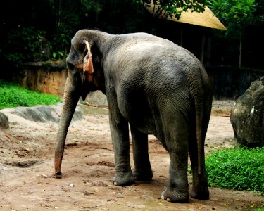 Elephant Elephants And Mammoths Terrestrial Animal Indian Elephant