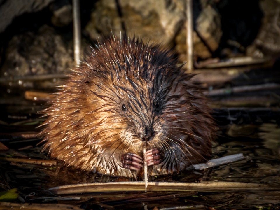 Muskrat Beaver Mammal Fauna