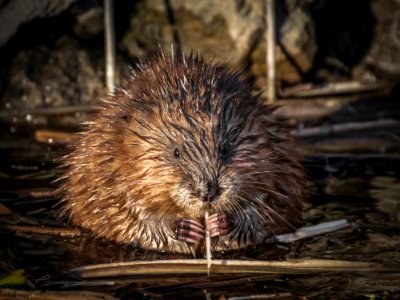 Muskrat Beaver Mammal Fauna