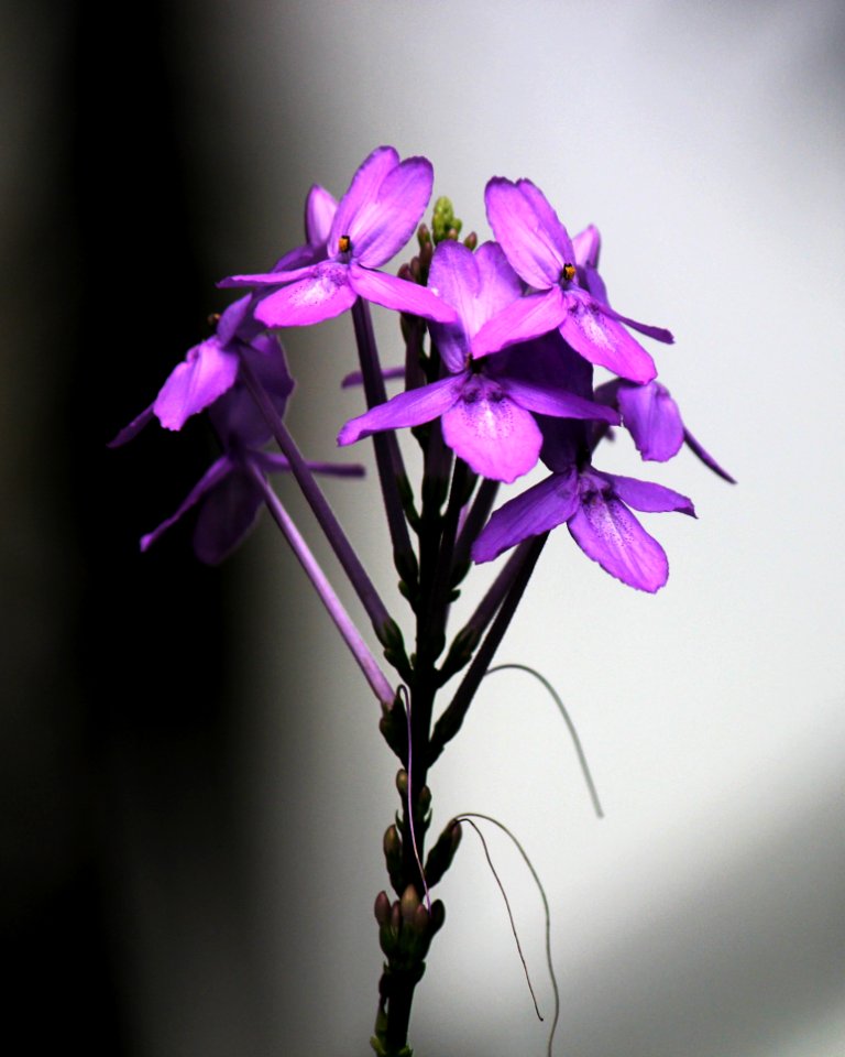 Flower Flora Plant Purple