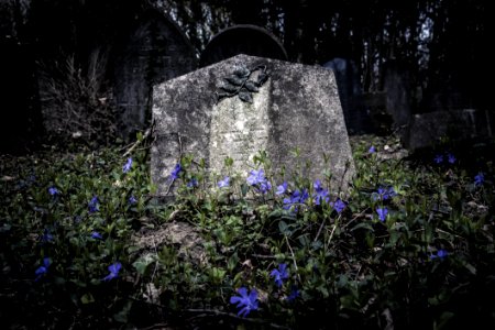Flower Grave Plant Flora