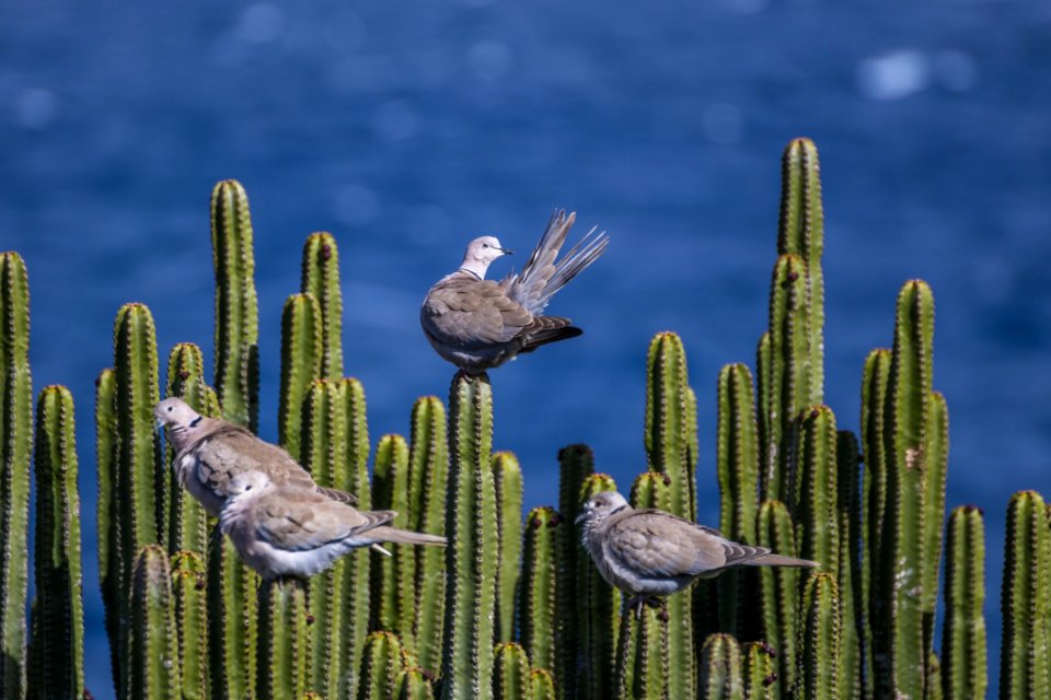Cactus Plant Biome Sky