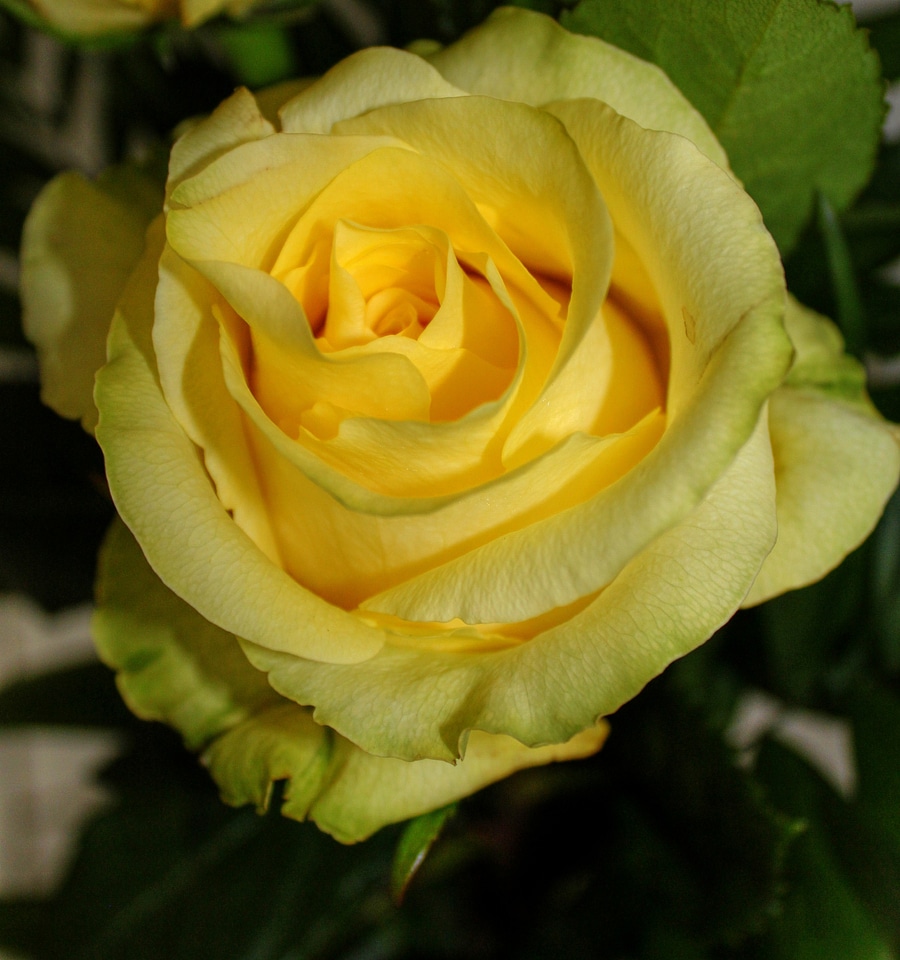 Flowers yellow macro