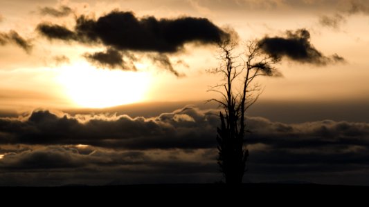 Sky Cloud Tree Woody Plant