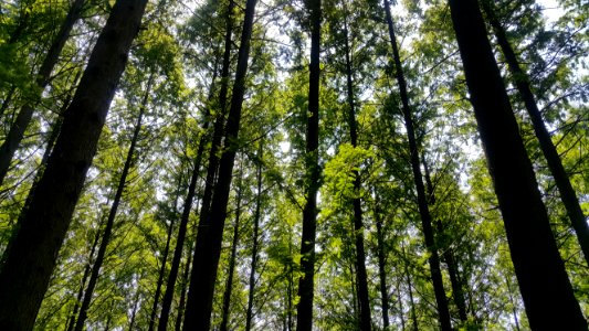 Tree Nature Forest Ecosystem