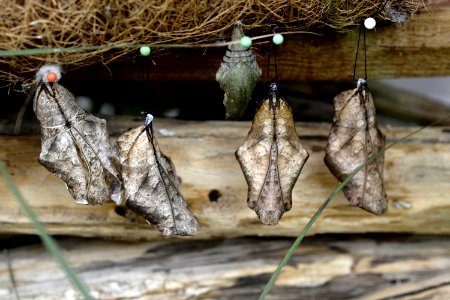 Moths And Butterflies Insect Fauna Invertebrate photo