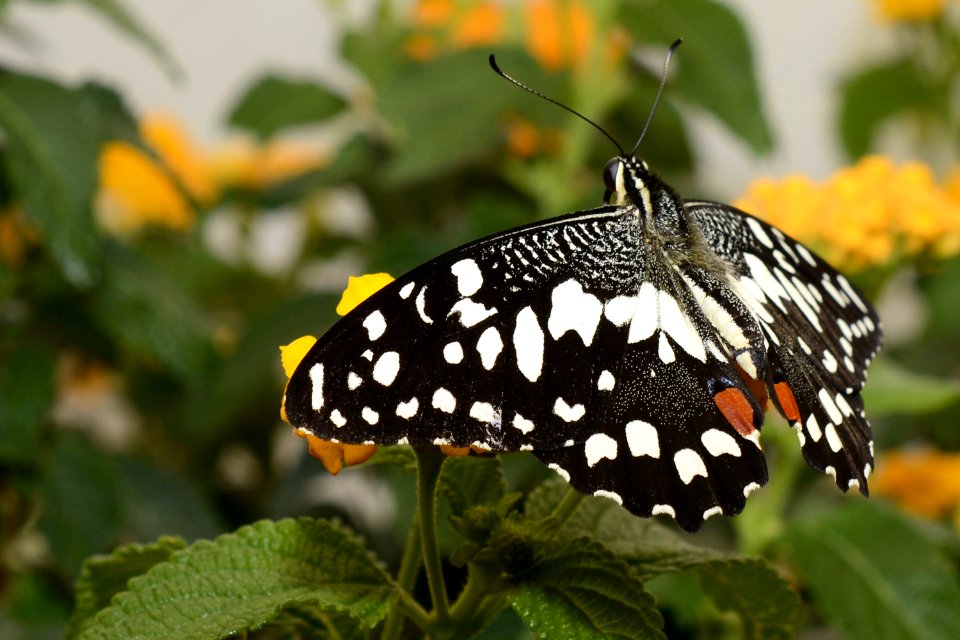 Butterfly Moths And Butterflies Insect Brush Footed Butterfly