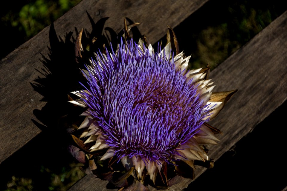 Flower Plant Purple Flora