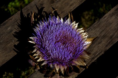 Flower Plant Purple Flora