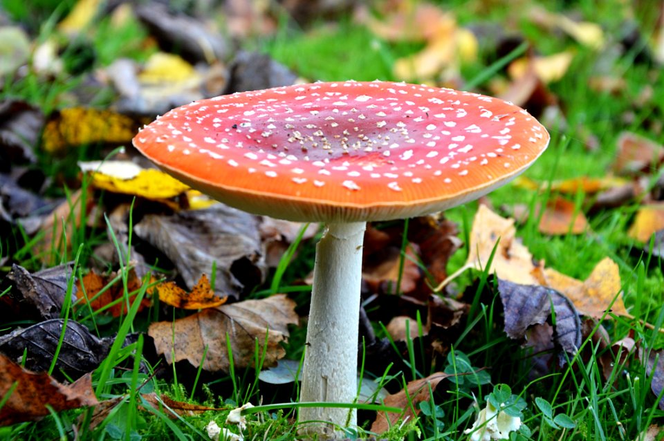 Mushroom Fungus Agaric Leaf