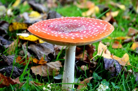 Mushroom Fungus Agaric Leaf photo