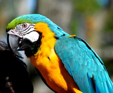 Bird Parrot Beak Macaw