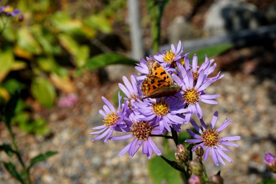 Flower Flora Aster Plant