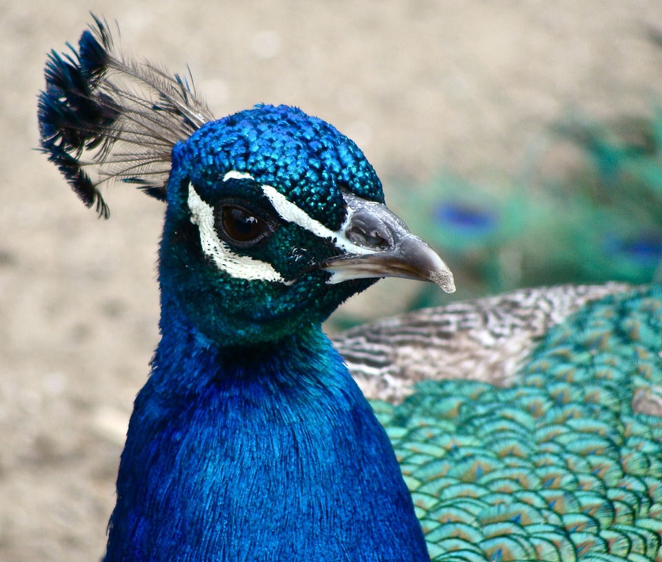Blue beak bird