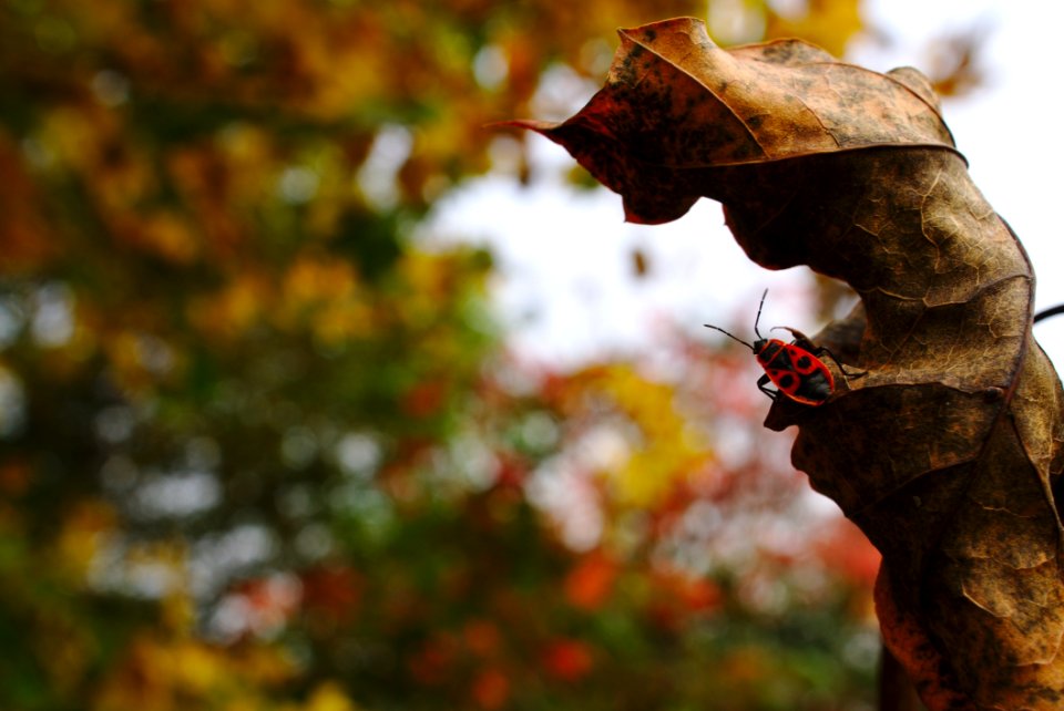 Leaf Tree Autumn Insect