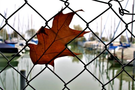 Leaf Plant Branch Tree photo